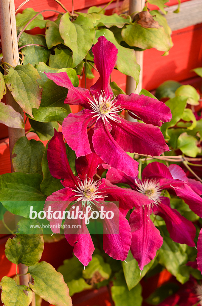 525160 - Clematis (Clematis) with trellis