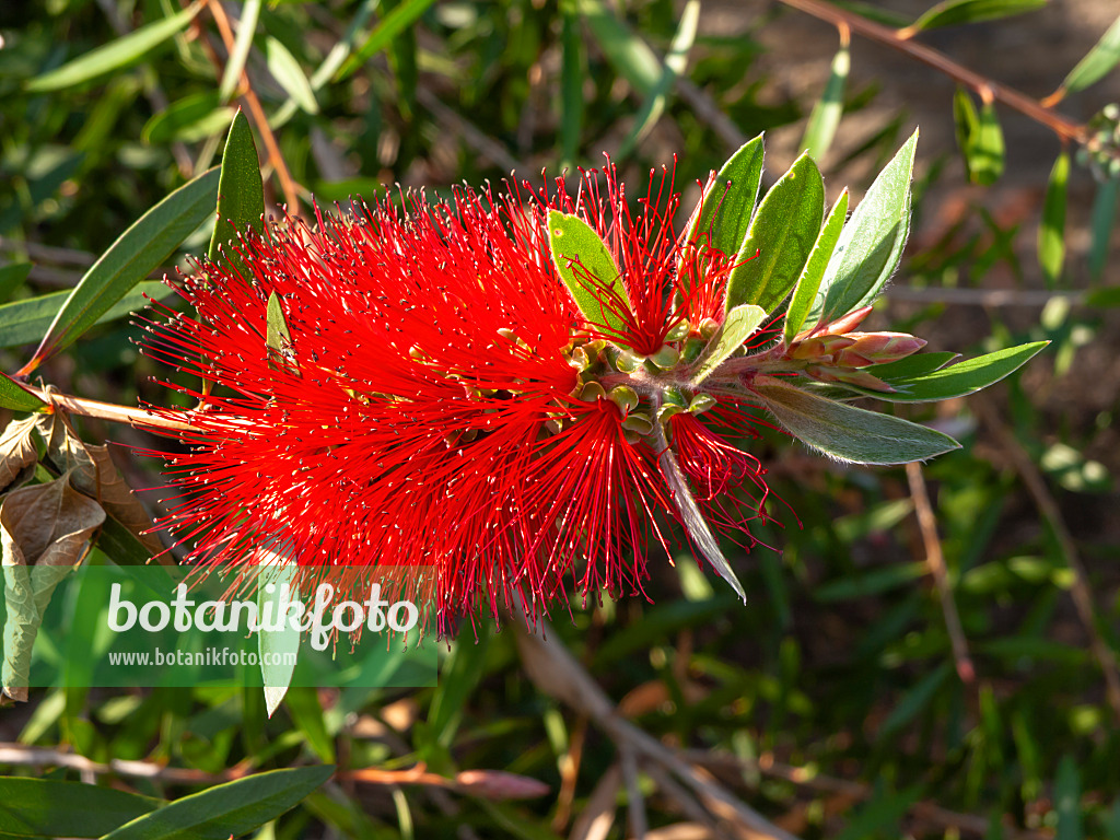 438289 - Cliff bottlebrush (Callistemon comboynensis)