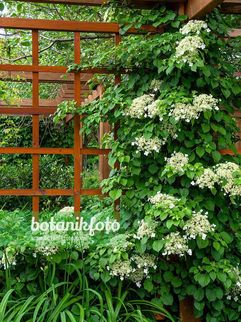 426166 - Climbing hydrangea (Hydrangea anomala)