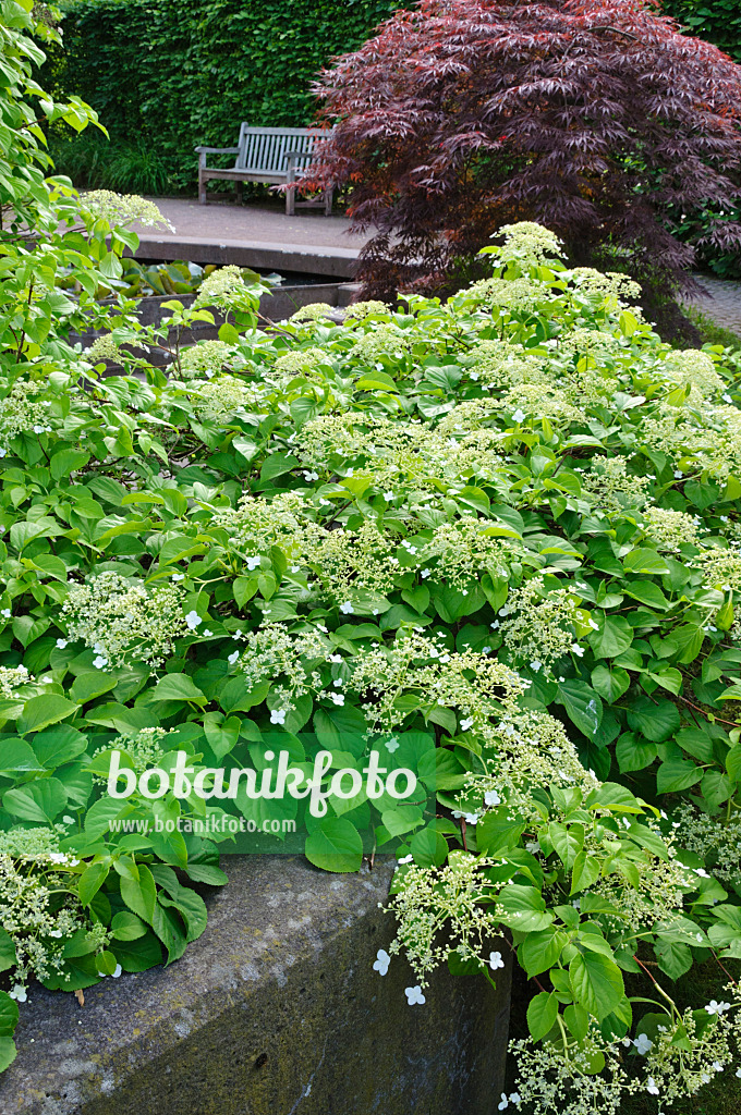 472303 - Climbing hydrangea (Hydrangea anomala subsp. petiolaris)