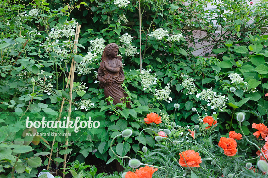 472369 - Climbing hydrangea (Hydrangea anomala subsp. petiolaris) and oriental poppy (Papaver orientale)