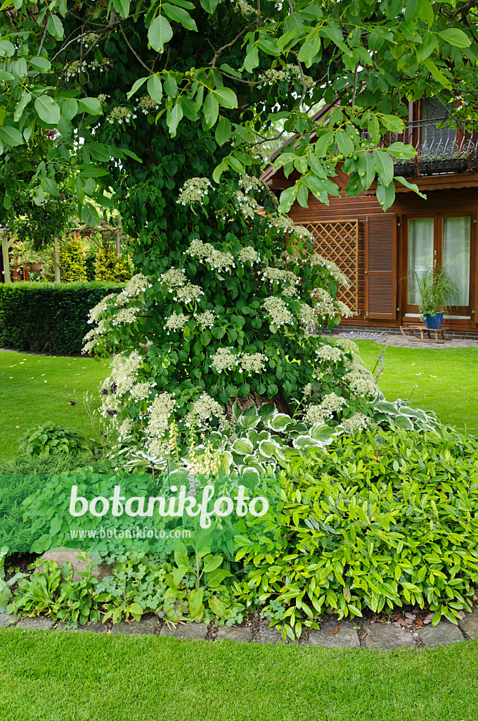 473062 - Climbing hydrangea (Hydrangea anomala subsp. petiolaris) and English walnut (Juglans regia)