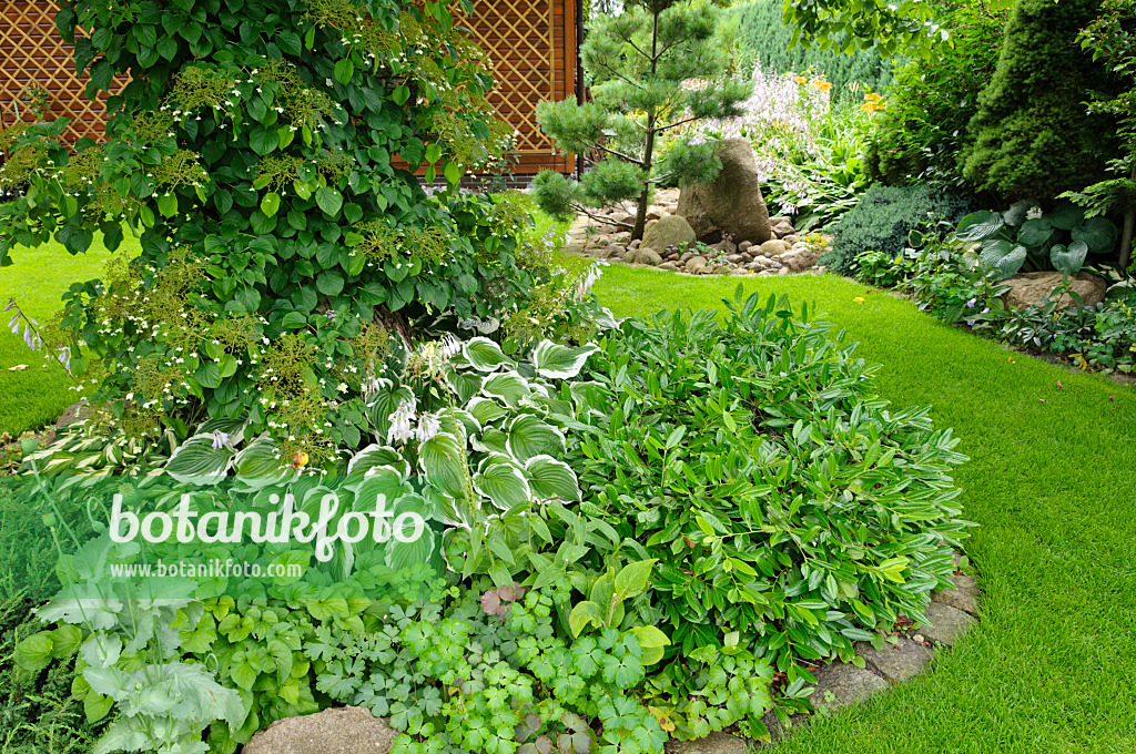 474144 - Climbing hydrangea (Hydrangea anomala subsp. petiolaris) and plantain lily (Hosta)