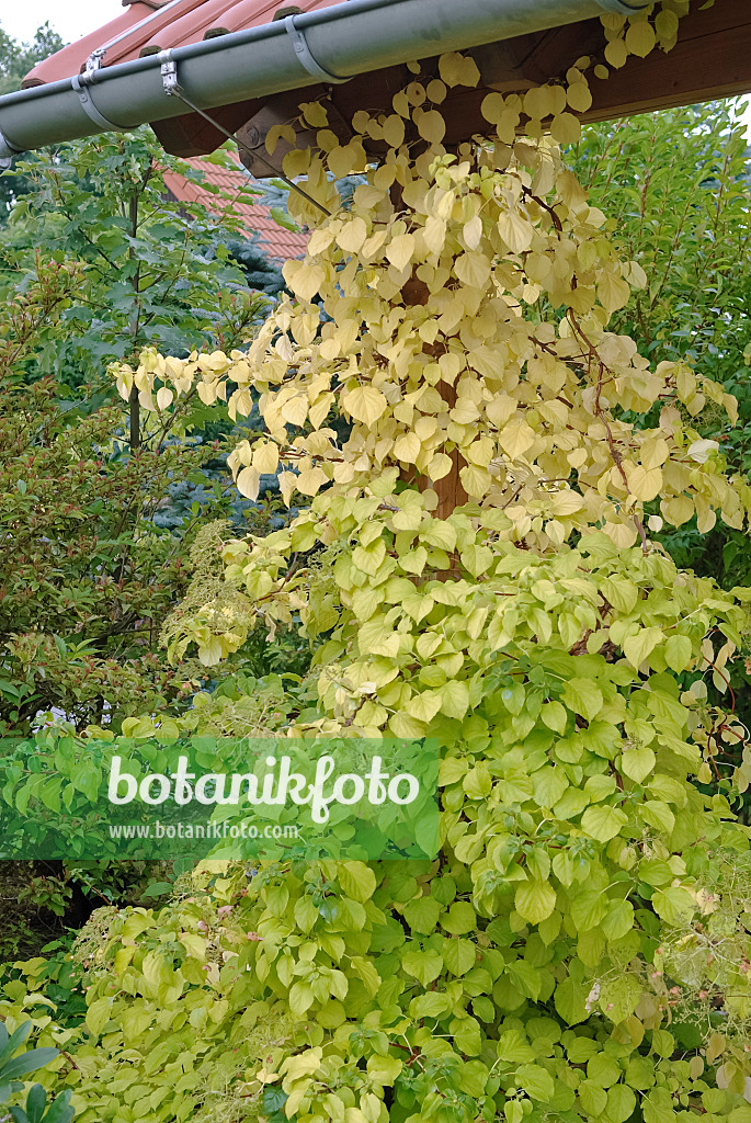 490082 - Climbing hydrangea (Hydrangea anomala subsp. petiolaris)