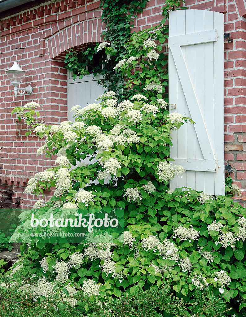 502223 - Climbing hydrangea (Hydrangea anomala subsp. petiolaris)