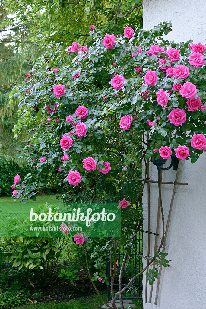 568003 - Climbing rose on a house wall