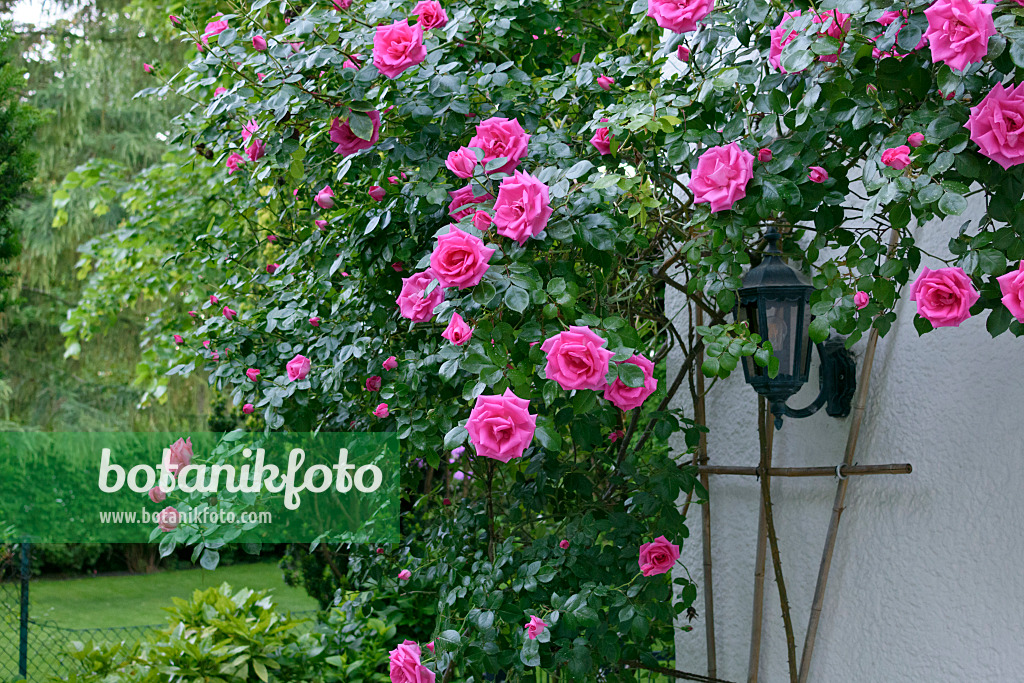 568004 - Climbing rose on a house wall