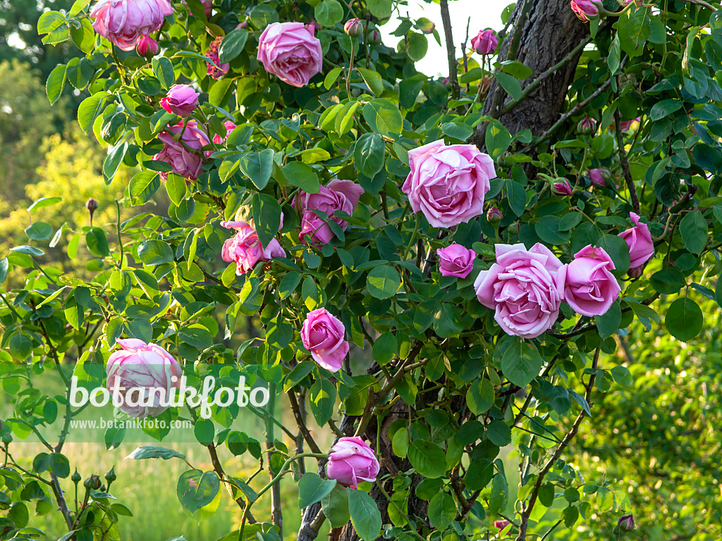 448094 - Climbing rose (Rosa Climbing Mme. Caroline Testout)