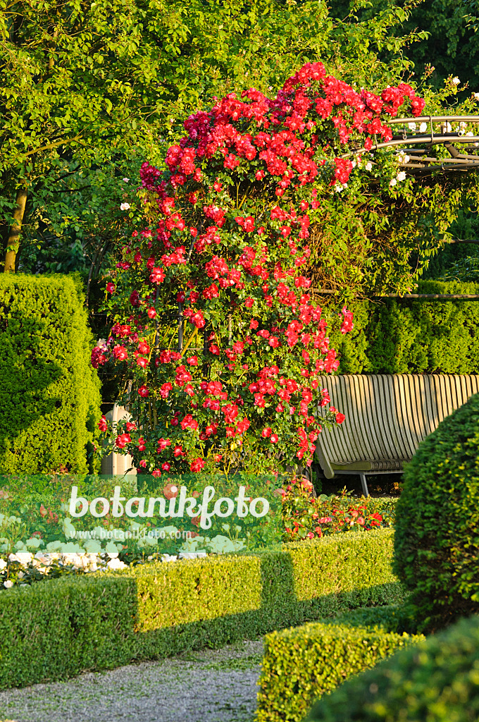 473159 - Climbing rose (Rosa Dortmund), Britzer Garten, Berlin, Germany