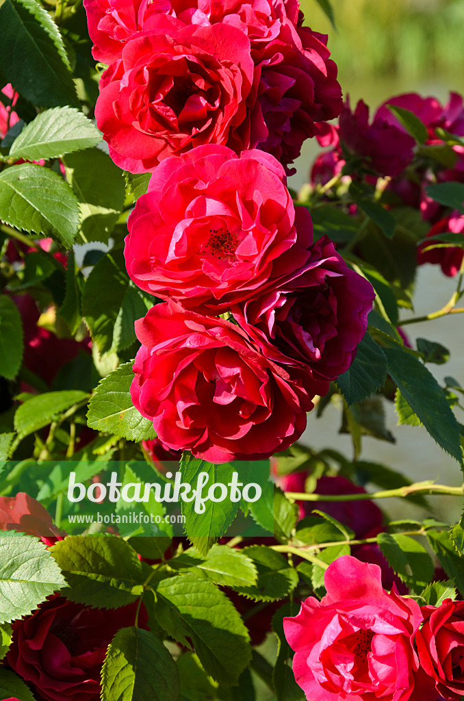 497222 - Climbing rose (Rosa Flammentanz)