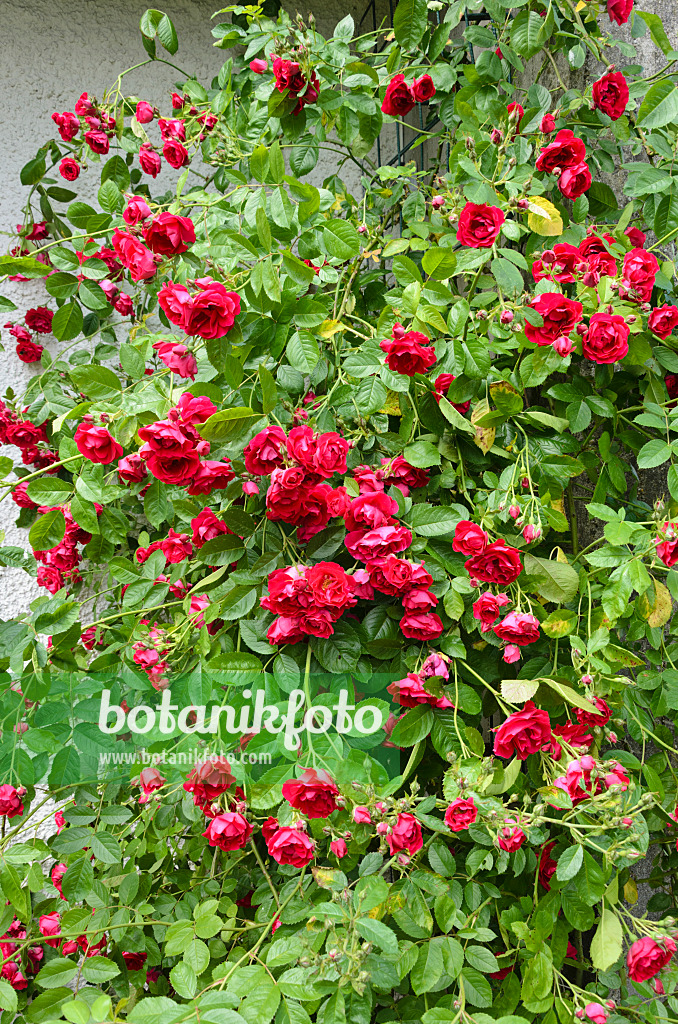 521206 - Climbing rose (Rosa Flammentanz)