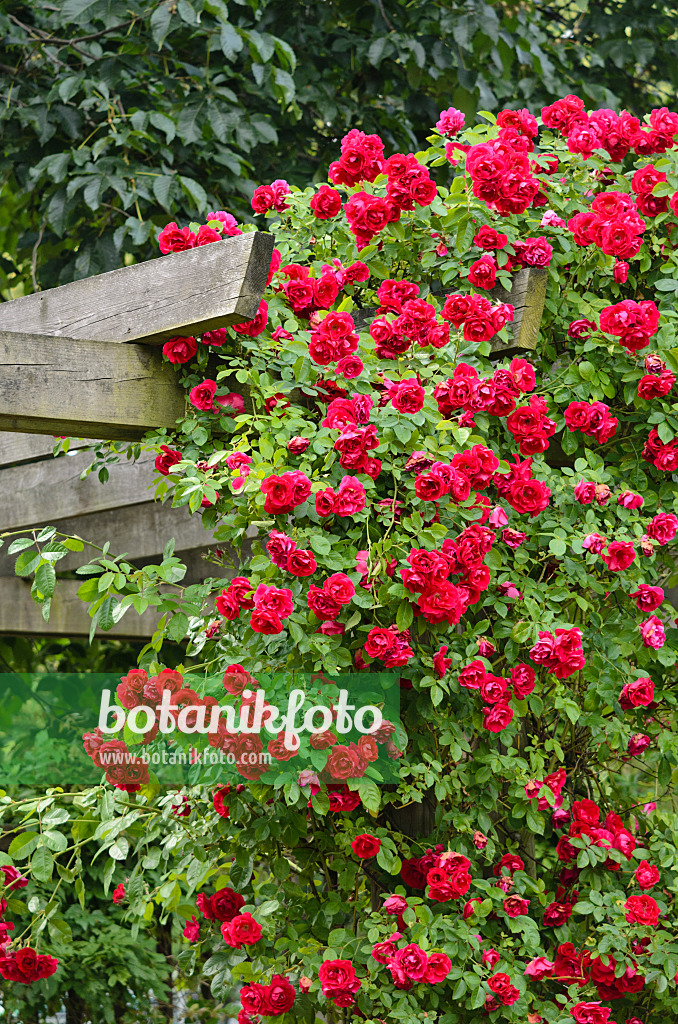 522001 - Climbing rose (Rosa Flammentanz)