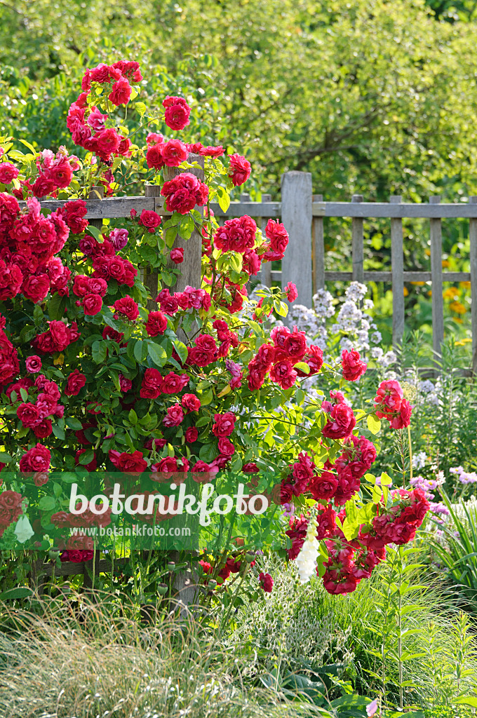 485196 - Climbing rose (Rosa Gruß an Heidelberg)