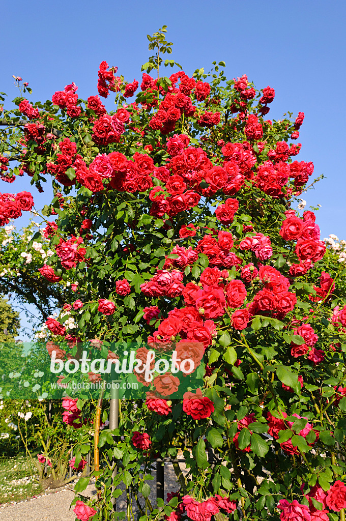 485206 - Climbing rose (Rosa Gruß an Heidelberg)