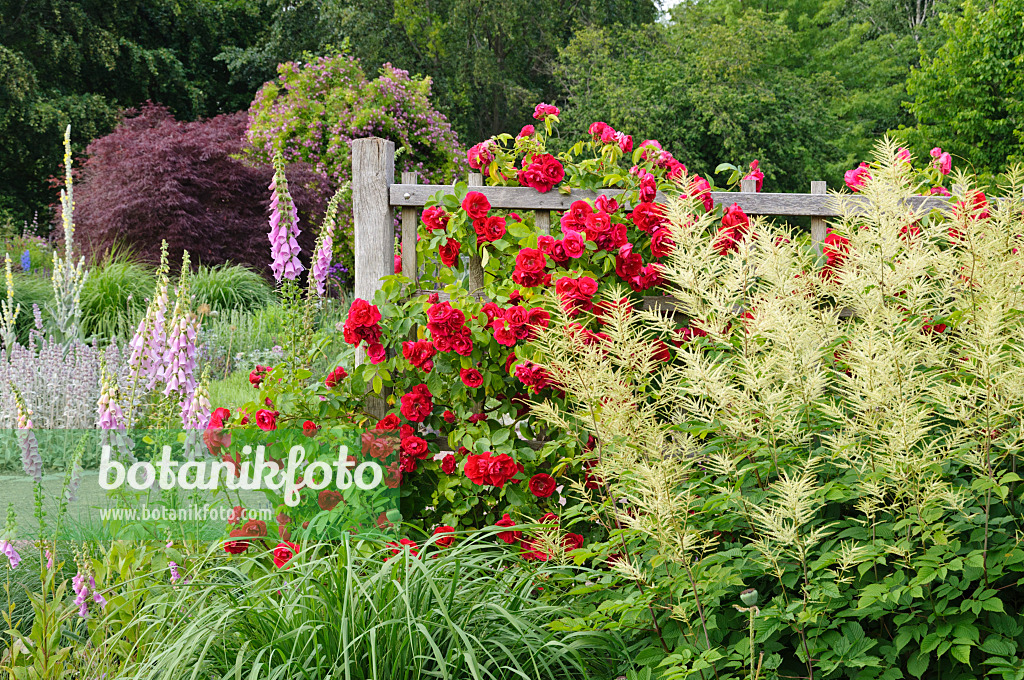 473145 - Climbing rose (Rosa Gruß an Heidelberg), goat's beard (Aruncus) and common foxglove (Digitalis purpurea)