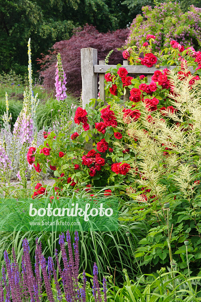 473146 - Climbing rose (Rosa Gruß an Heidelberg), goat's beard (Aruncus) and common foxglove (Digitalis purpurea)