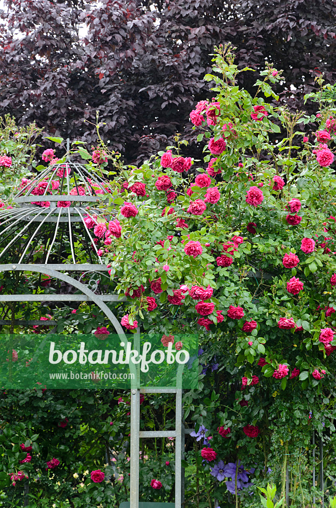 545126 - Climbing rose (Rosa Laguna) on a garden pavilion