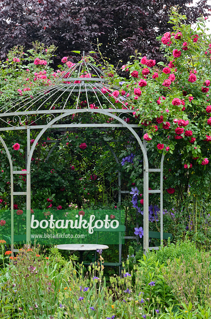 545127 - Climbing rose (Rosa Laguna) on a garden pavilion