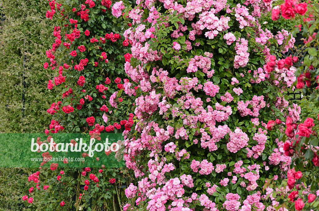 521392 - Climbing rose (Rosa Mistress F.W. Flight) and multiflora rose (Rosa Paul's Scarlet Climber)