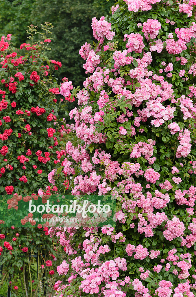 521393 - Climbing rose (Rosa Mistress F.W. Flight) and multiflora rose (Rosa Paul's Scarlet Climber)