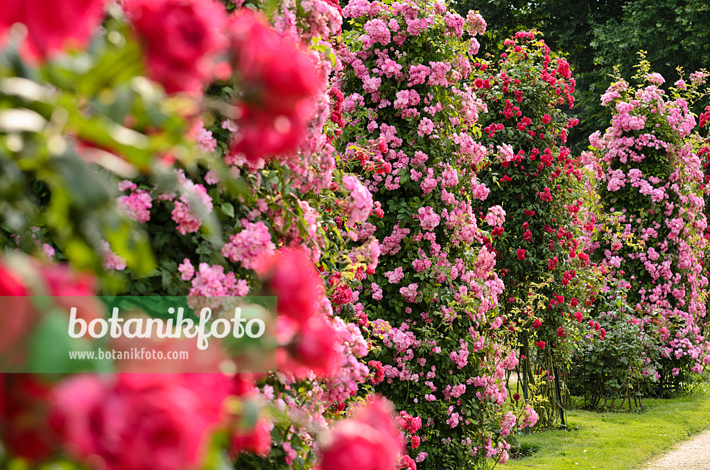 521399 - Climbing rose (Rosa Mistress F.W. Flight) and multiflora rose (Rosa Paul's Scarlet Climber)