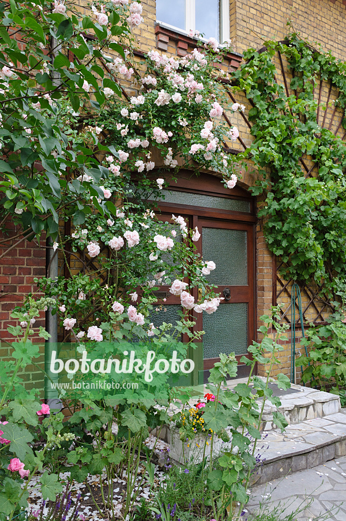 473280 - Climbing rose (Rosa New Dawn) at an house entrance