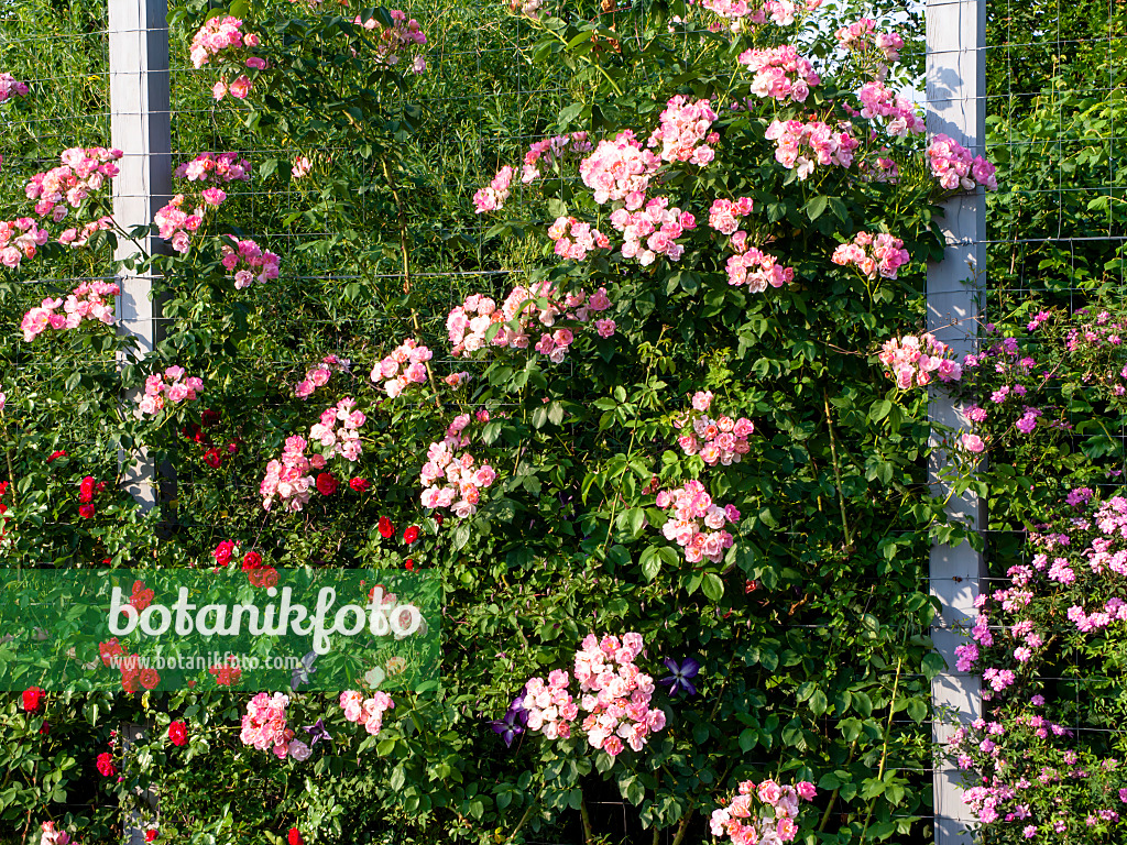 461059 - Climbing rose (Rosa Suzy)