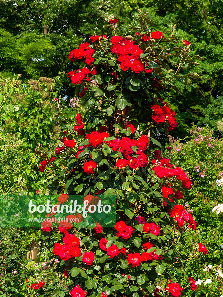 461050 - Climbing rose (Rosa Tenor)