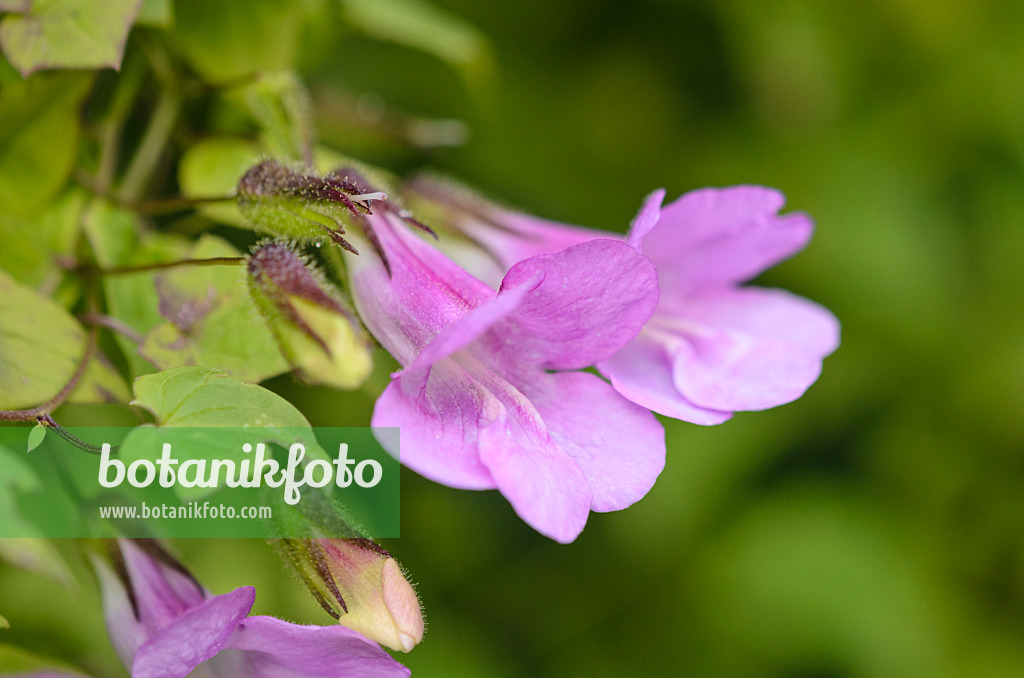 549002 - Climbing snapdragon (Asarina scandens syn. Maurandya scandens)