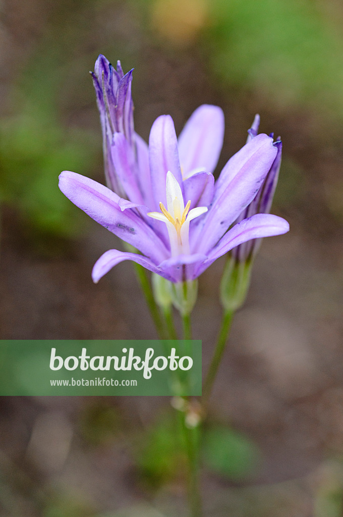 486112 - Cluster lily (Brodiaea elegans)