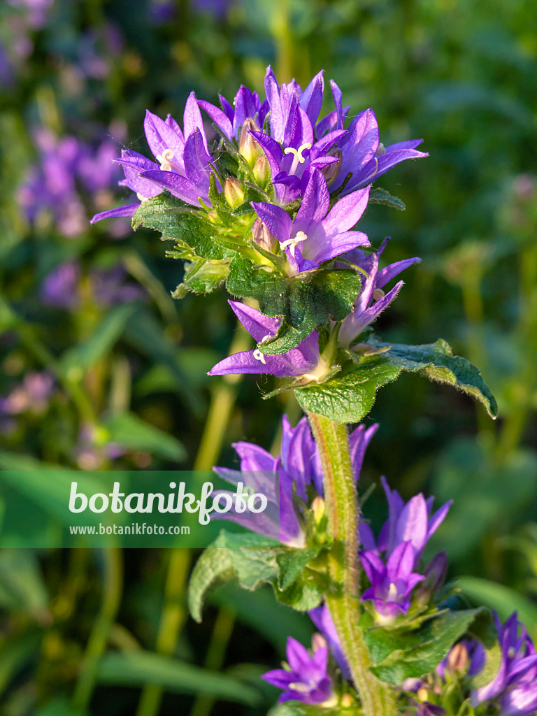 426002 - Clustered bellflower (Campanula glomerata)