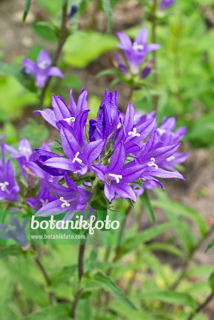 557022 - Clustered bellflower (Campanula glomerata)