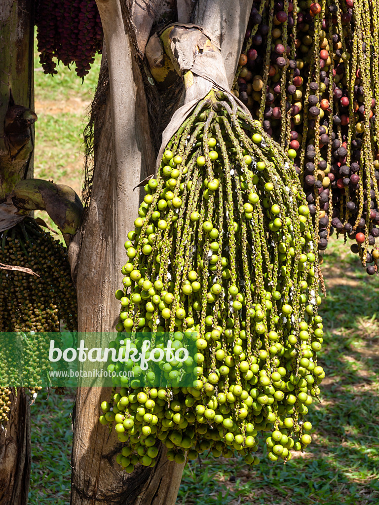 434318 - Clustered fish tail palm (Caryota mitis)