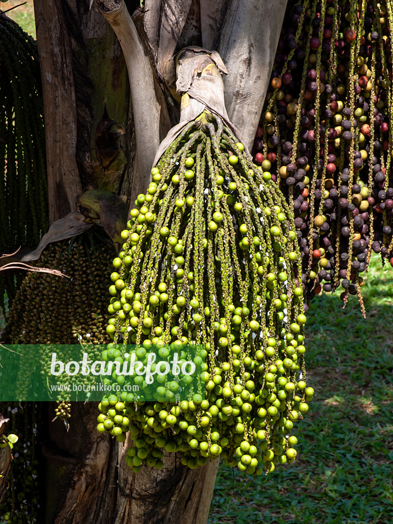 434319 - Clustered fish tail palm (Caryota mitis)