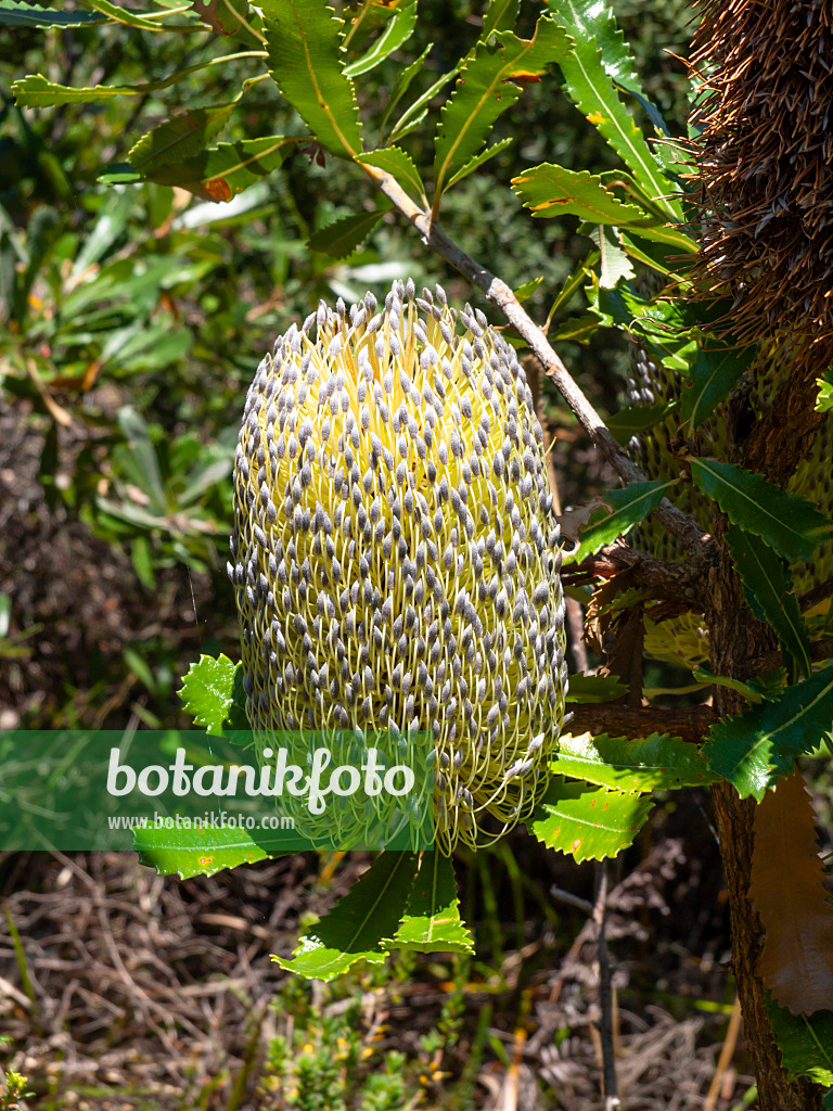 454222 - Coast banksia (Banksia integrifolia)