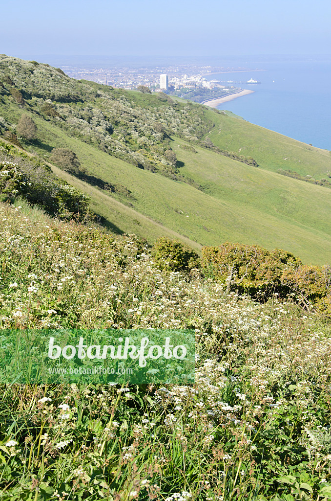 533364 - Coastal landscape, Beachy Head, South Downs National Park, Great Britain