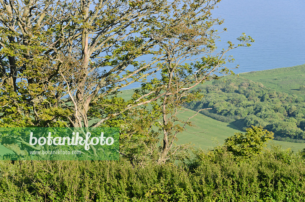 533372 - Coastal landscape, Beachy Head, South Downs National Park, Great Britain