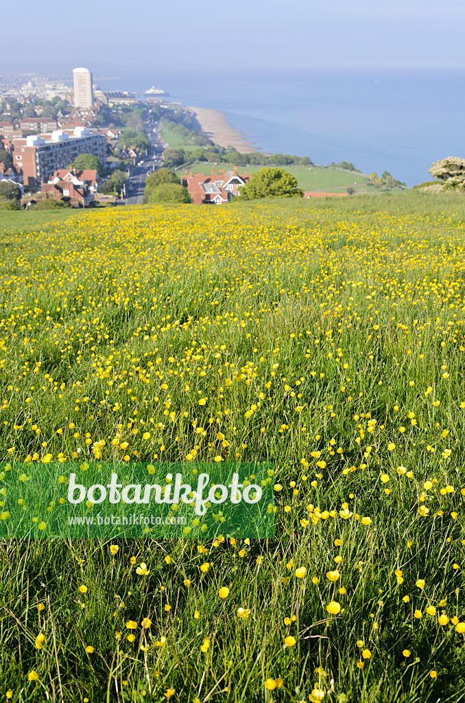 533376 - Coastal landscape, Beachy Head, South Downs National Park, Great Britain