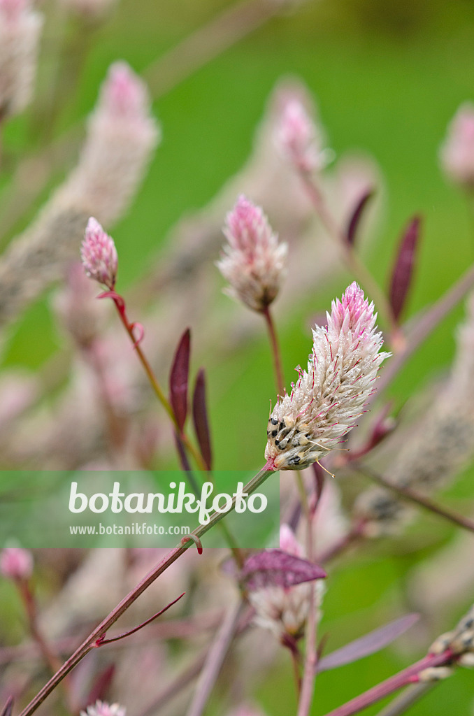 549122 - Cockscomb (Celosia argentea var. argentea)