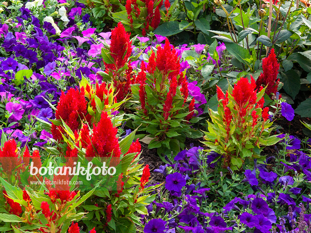 404002 - Cockscomb (Celosia argentea var. plumosa 'Fresh Look Red')