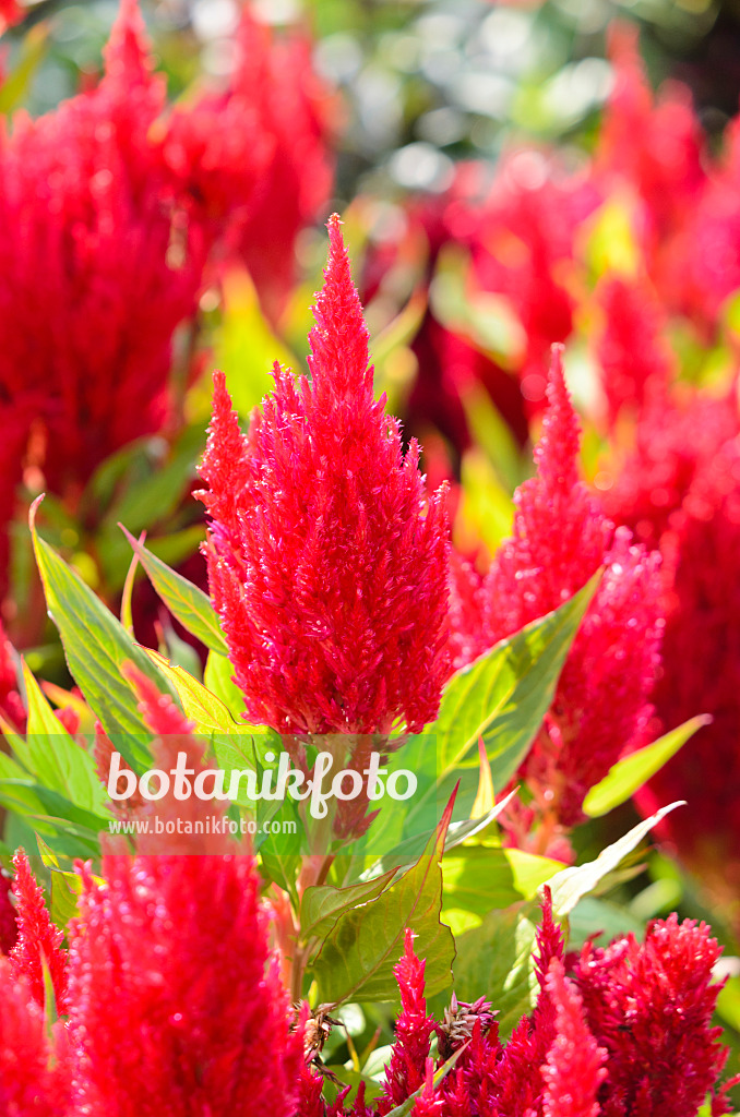 536097 - Cockscomb (Celosia argentea var. plumosa 'Fresh Look Red')