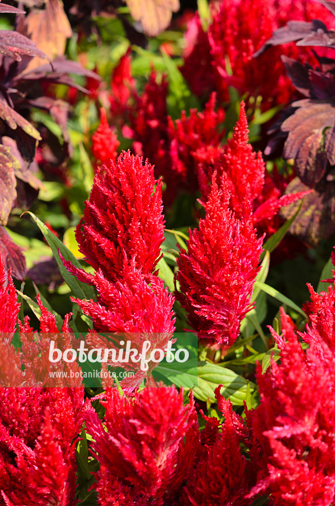 536104 - Cockscomb (Celosia argentea var. plumosa 'Fresh Look Red')