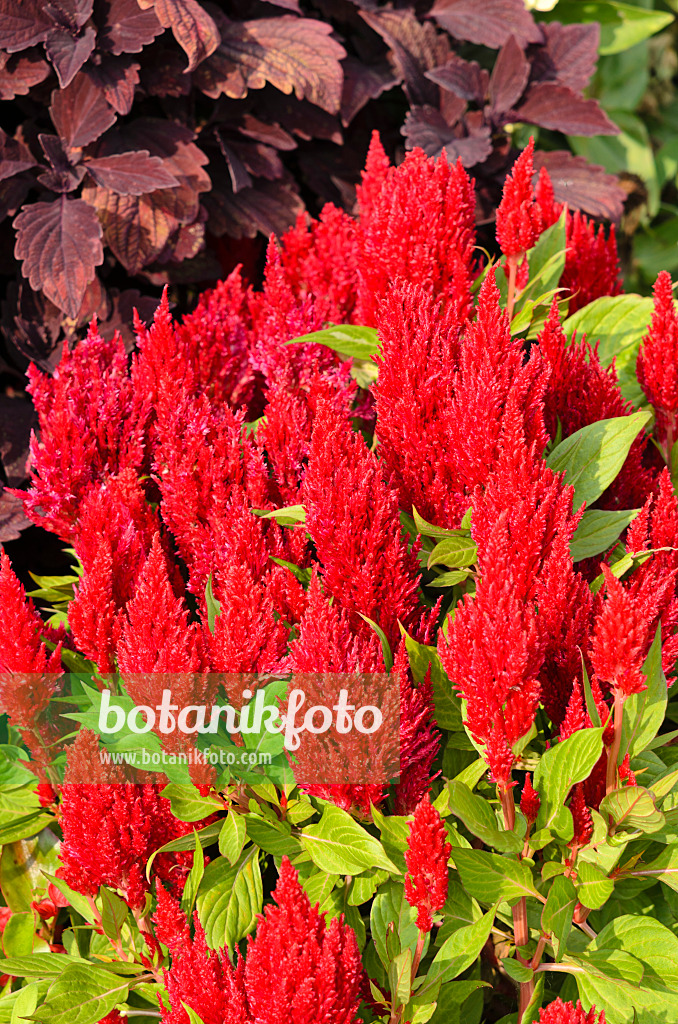 536148 - Cockscomb (Celosia argentea var. plumosa 'Fresh Look Red')