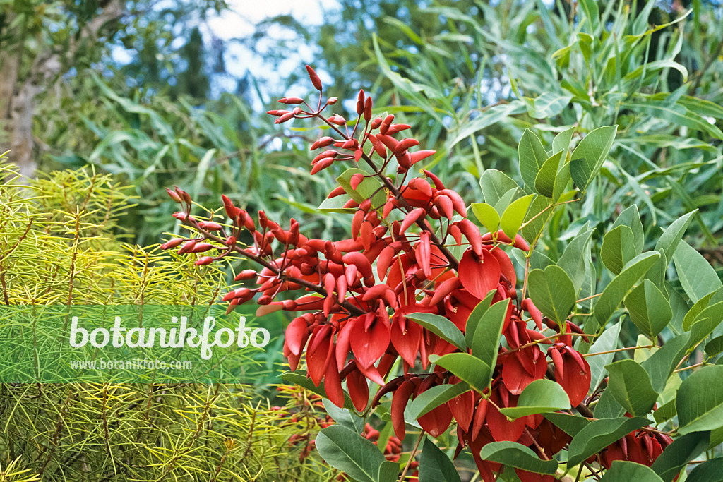 367024 - Cockspur coral tree (Erythrina crista-galli)