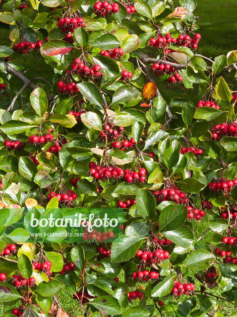 418053 - Cockspur hawthorn (Crataegus crus-galli)