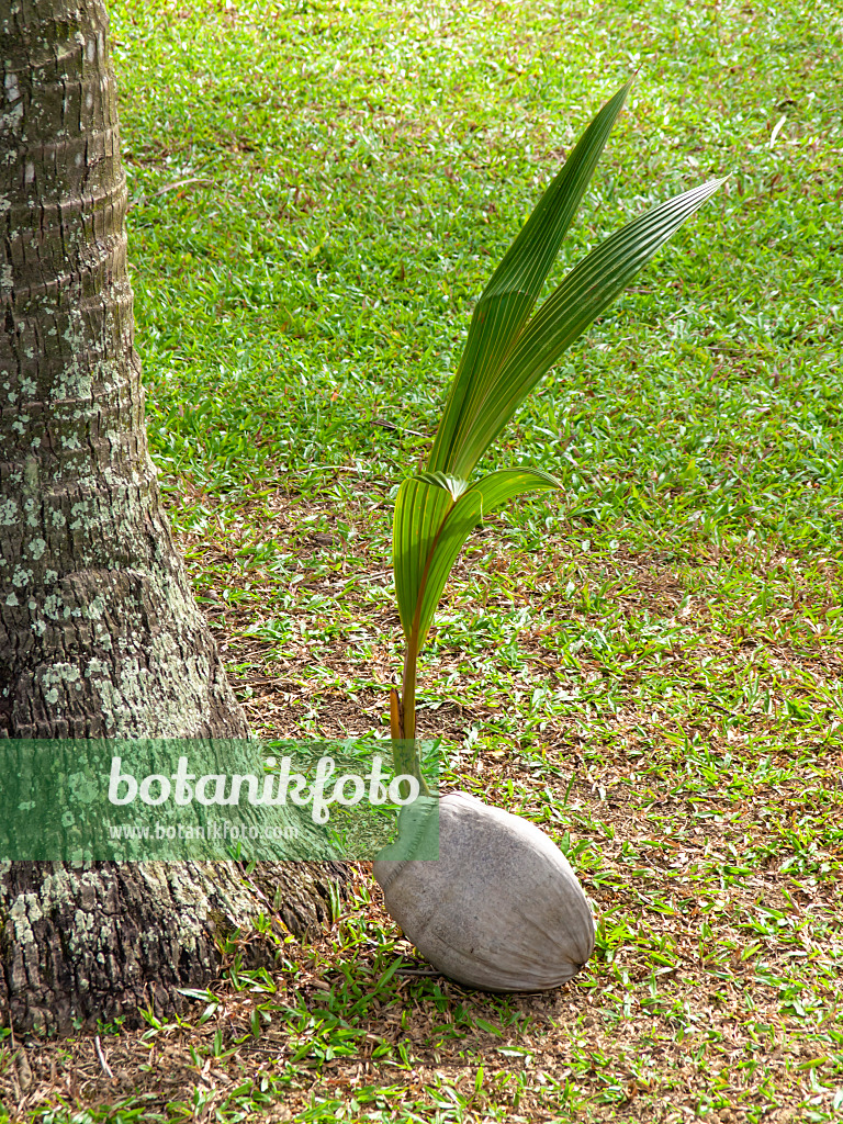 434201 - Coconut tree (Cocos nucifera)