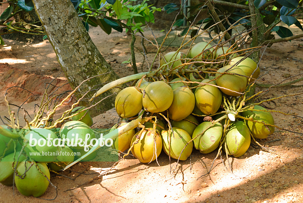 525483 - Coconut tree (Cocos nucifera)