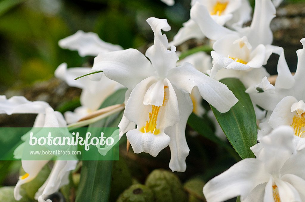 481031 - Coelogyne cristata