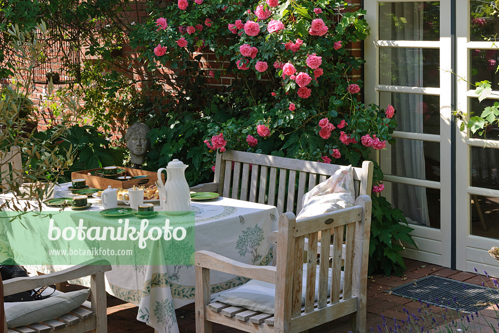 475262 - Coffeetable on a terrace, in the background climbing rose 'Rosarium Uetersen'