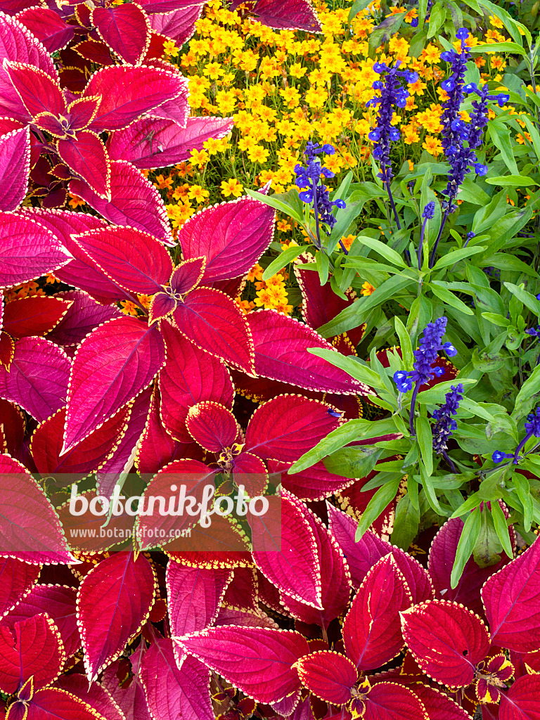 428101 - Coleus (Solenostemon syn. Coleus), marigold (Tagetes) and sage (Salvia)